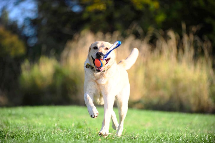 Chuckit! Air Fetch Ball Köpek Oyun Topu (XL Boy) image 1