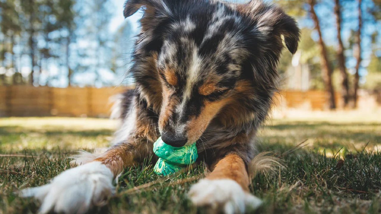 Ruffwear Toadstool Köpek Oyuncağı image 7