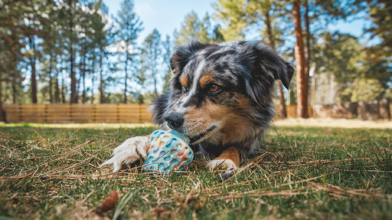 Ruffwear Morel Köpek Oyuncağı image 5