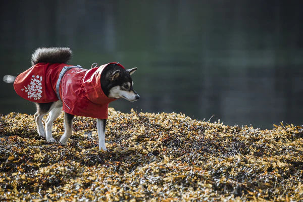 Hurtta Monsoon ECO Köpek Montu image 3