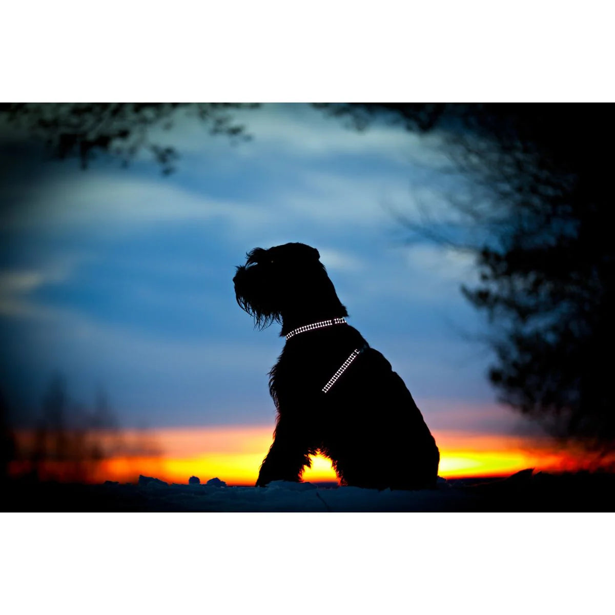 Red Dingo Reflektörlü Kemik Desenli H Tipi Göğüs Tasması image 4