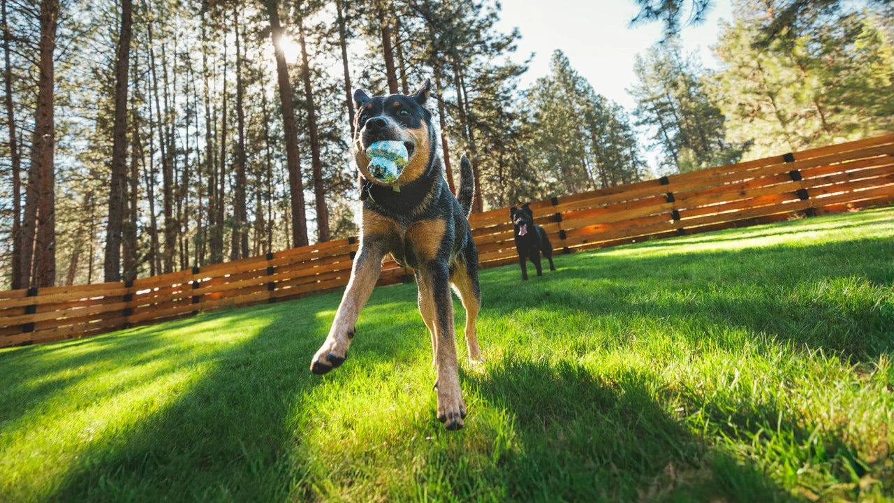 Ruffwear Toadstool Köpek Oyuncağı image 9