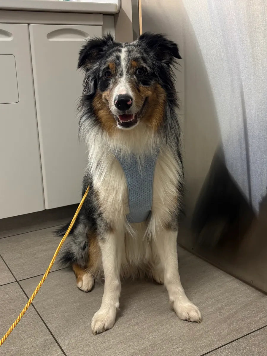 Wonderwoof