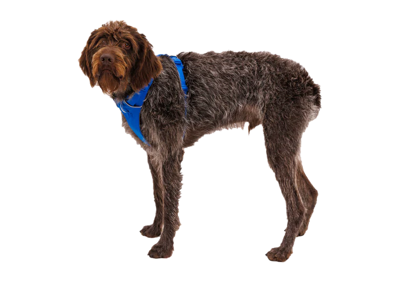 Ruffwear Front Range Göğüs Tasması image 9