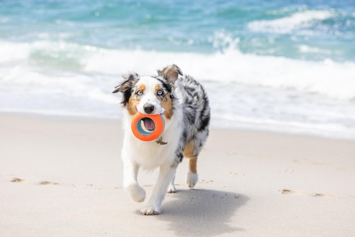 Chuckit! Suda Batmayan Köpek Oyun Halkası image 4