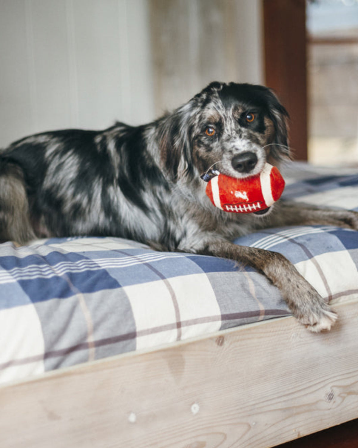 Amerikan Futbolu Topu Figürlü Dolgusuz Sesli Kahverengi Peluş Köpek Oyuncağı P.L.A.Y. Back to School Fido’s Football