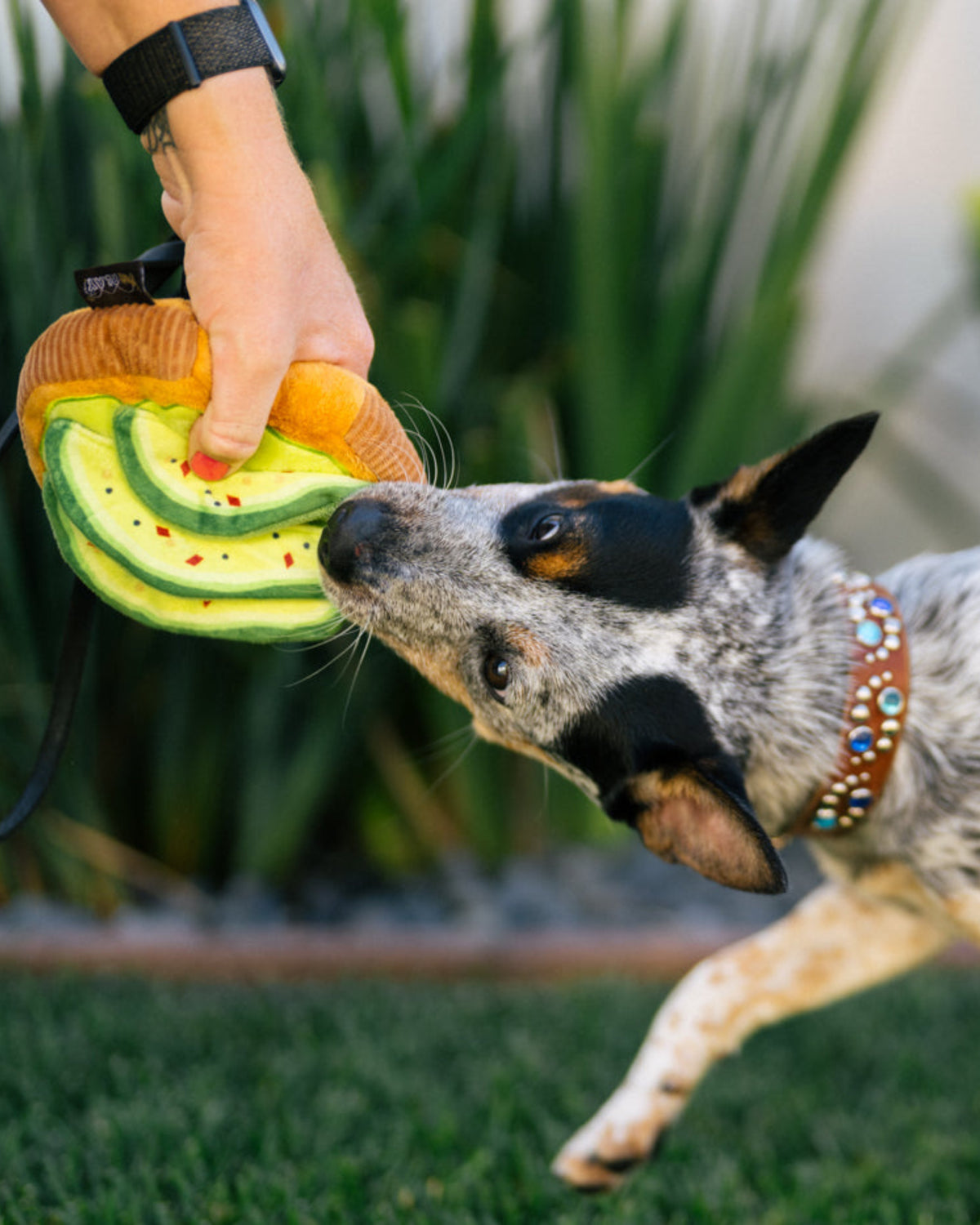Avokadolu Tost Figürlü Hışırtılı Sesli Peluş Köpek Oyuncağı P.L.A.Y. Barking Brunch Avo-doggo Toast