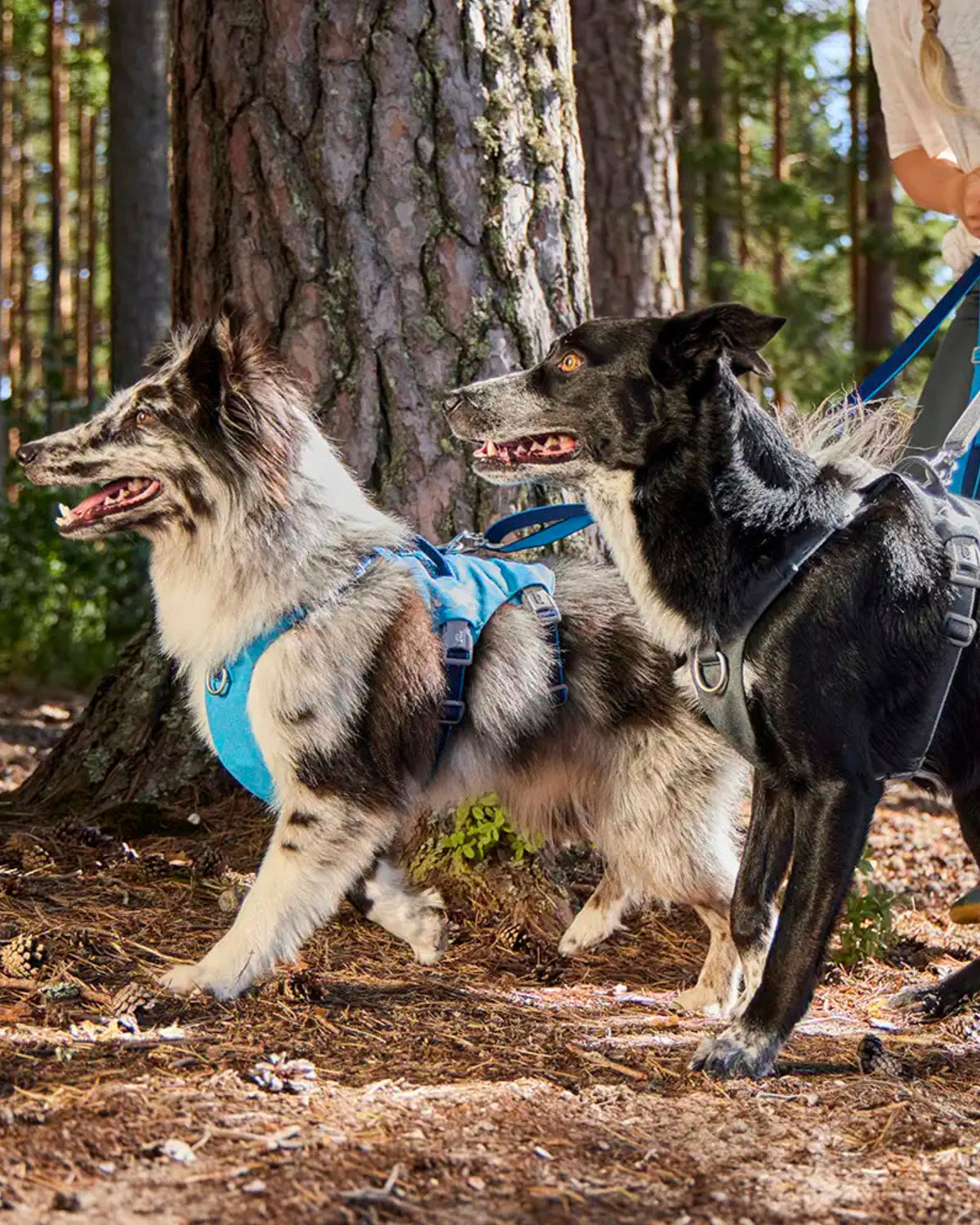 Ayarlanabilir Çok Fonksiyonlu Köpek Gezdirme Kayışı Hurtta Multilong Leash II, 100–300 cm