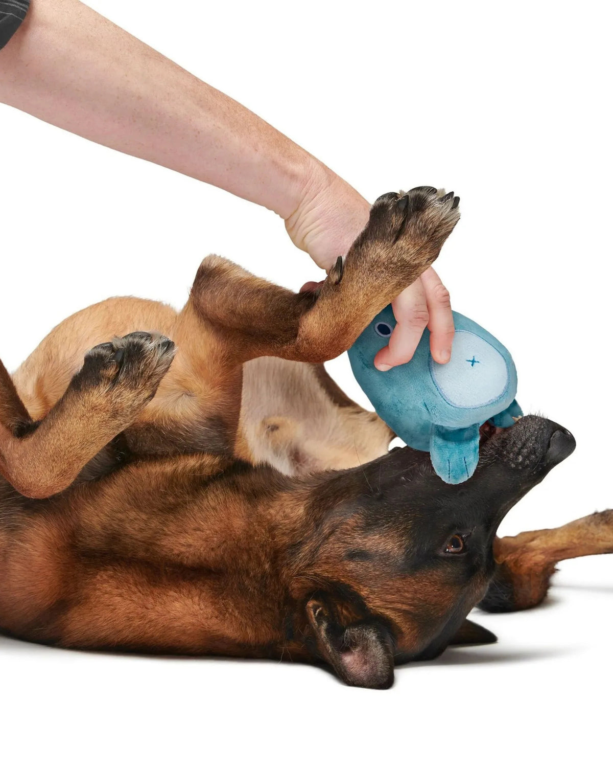 Ayı Figürlü 2'si 1 Arada Sert Çiğneyici Köpek Oyuncağı BARK Grey Bear Hugger