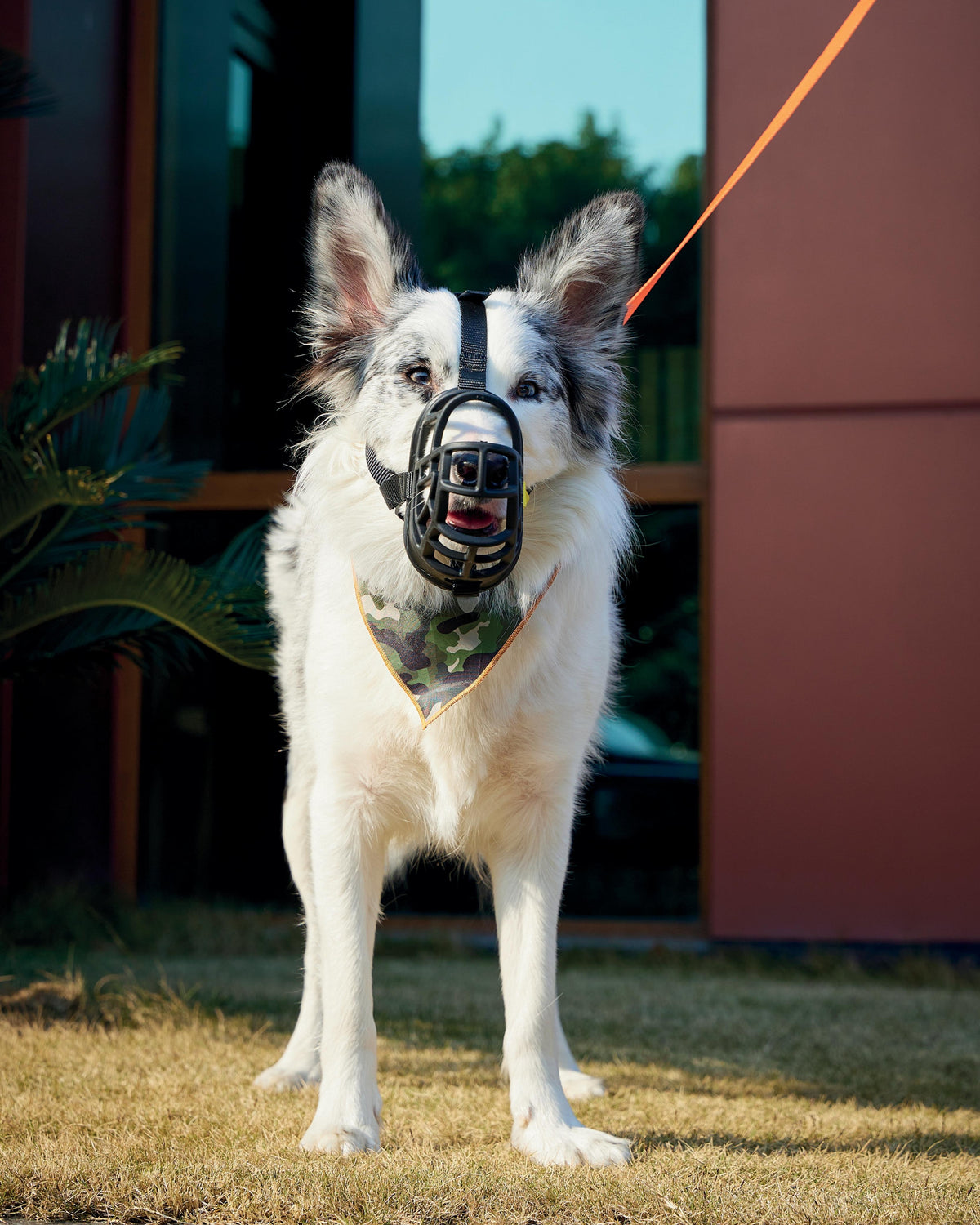 Bark Guard Köpek Ağızlığı Siyah Sarı M-Pets BARK GUARD Dog Muzzle Black Yellow