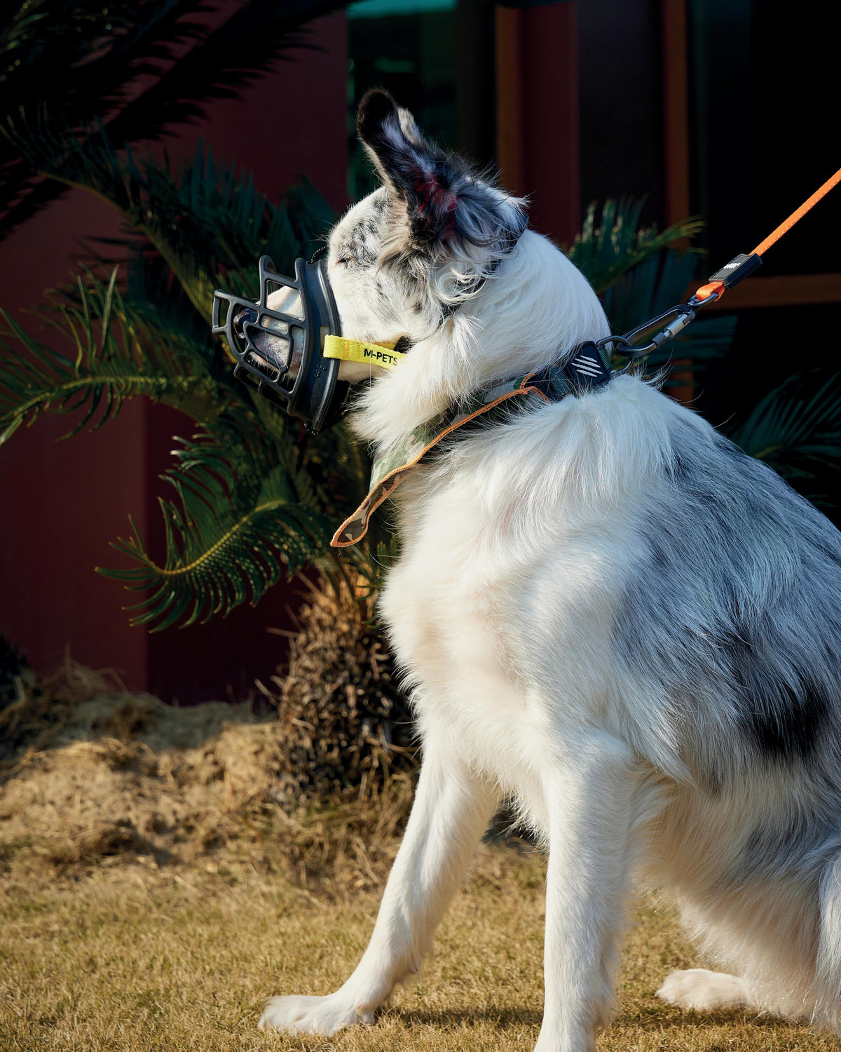 Bark Guard Köpek Ağızlığı Siyah Sarı M-Pets BARK GUARD Dog Muzzle Black Yellow