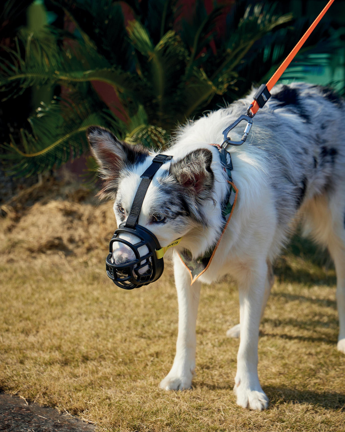 Bark Guard Köpek Ağızlığı Siyah Sarı M-Pets BARK GUARD Dog Muzzle Black Yellow