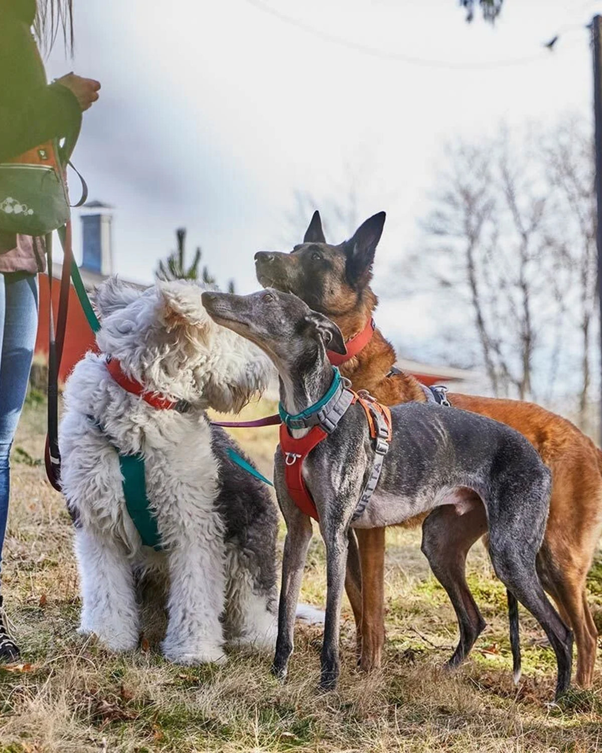 Baştan Geçirilen Dolgulu Reflektörlü Köpek Boyun Tasması Orta ve Büyük Irklar İçin Hurtta Rover Collar
