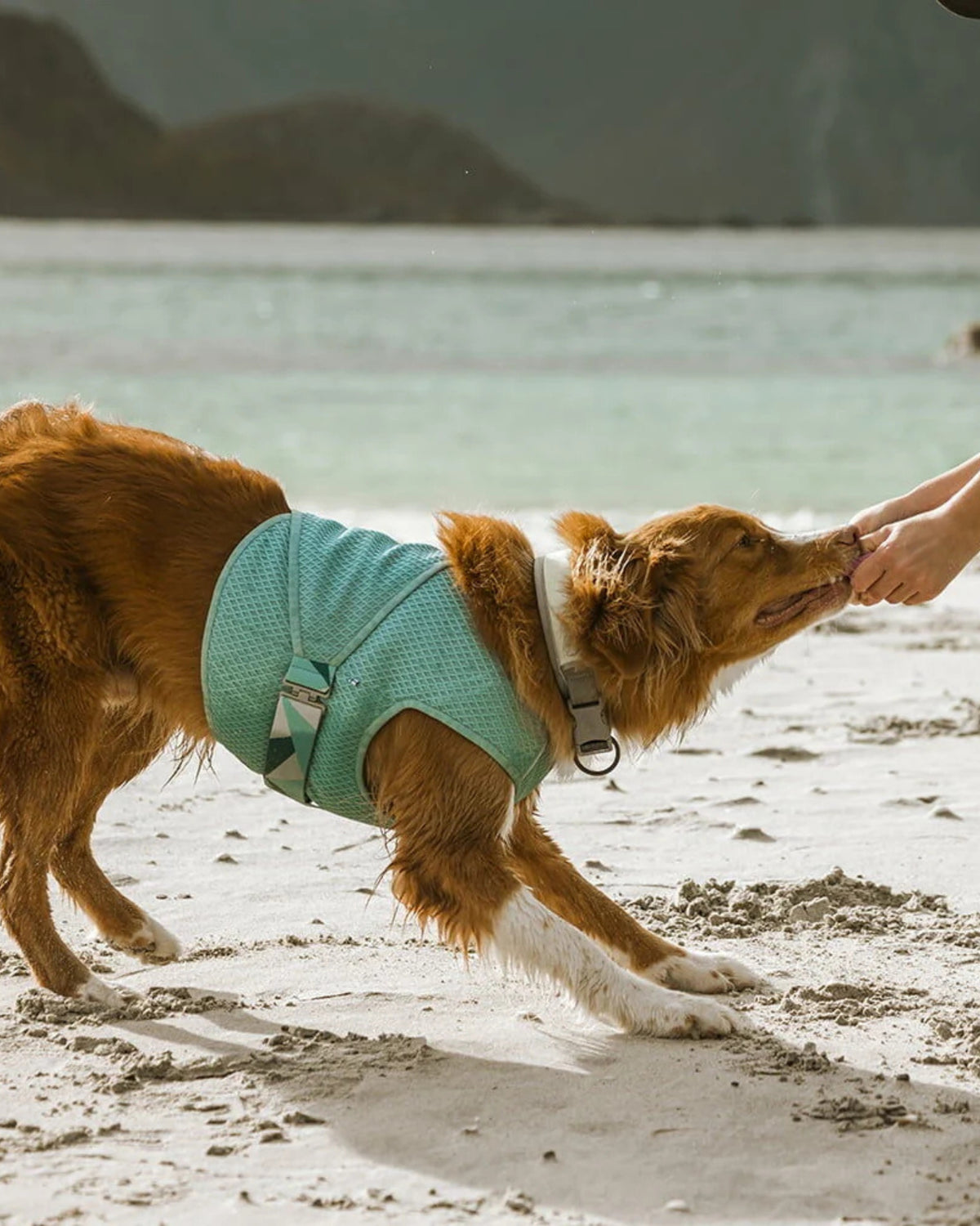 Buharlaşmalı Köpek Serinletici Yelek Hurtta Cooling Wrap