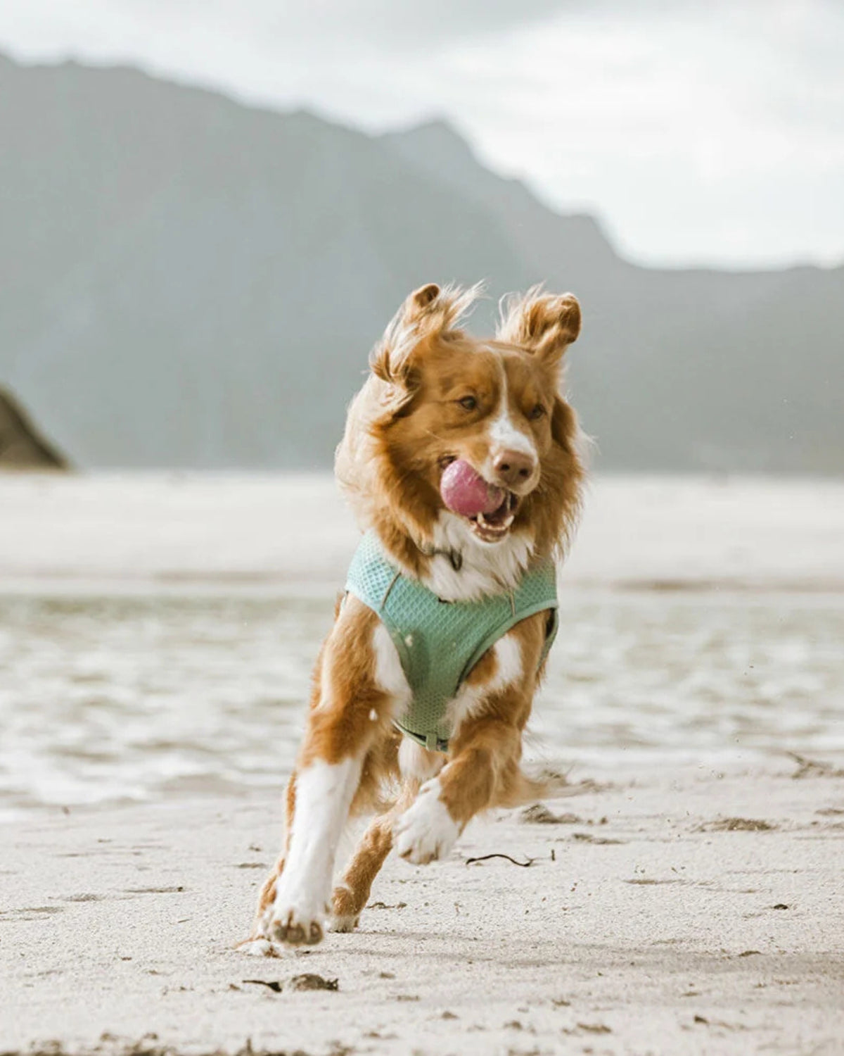 Buharlaşmalı Köpek Serinletici Yelek Hurtta Cooling Wrap