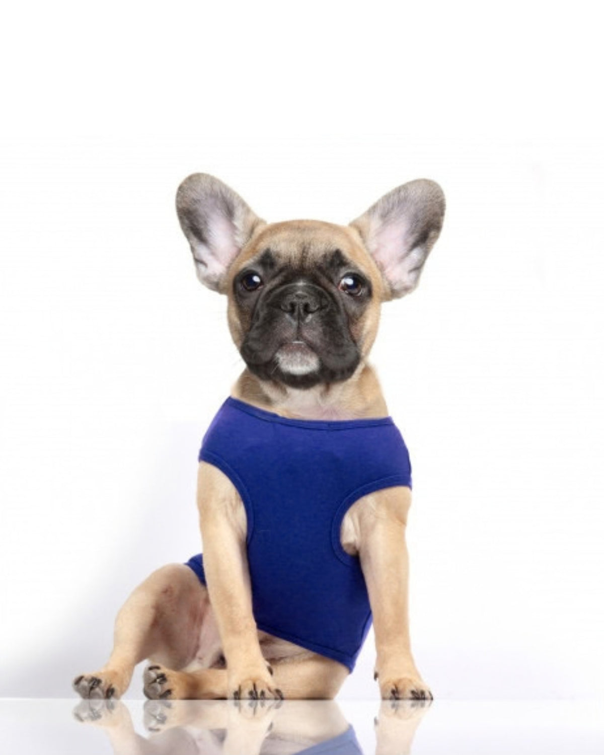 Çapa Nakışlı Köpek Tişörtü Milk&Pepper Noan T Shirt