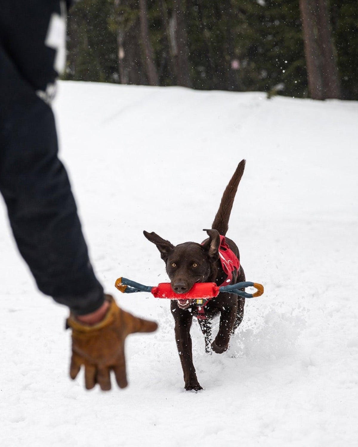 Çekiştirme Köpek Oyuncağı Ruffwear Pacific Loop