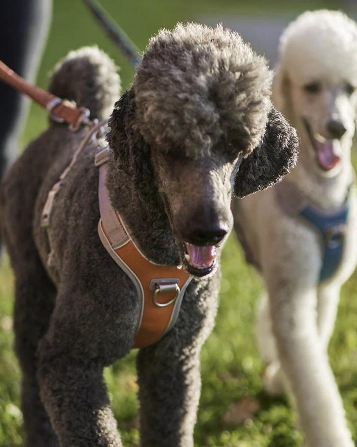 Çekiştirme Önleyici Köpek Göğüs Tasması Hurtta Venture No-Pull