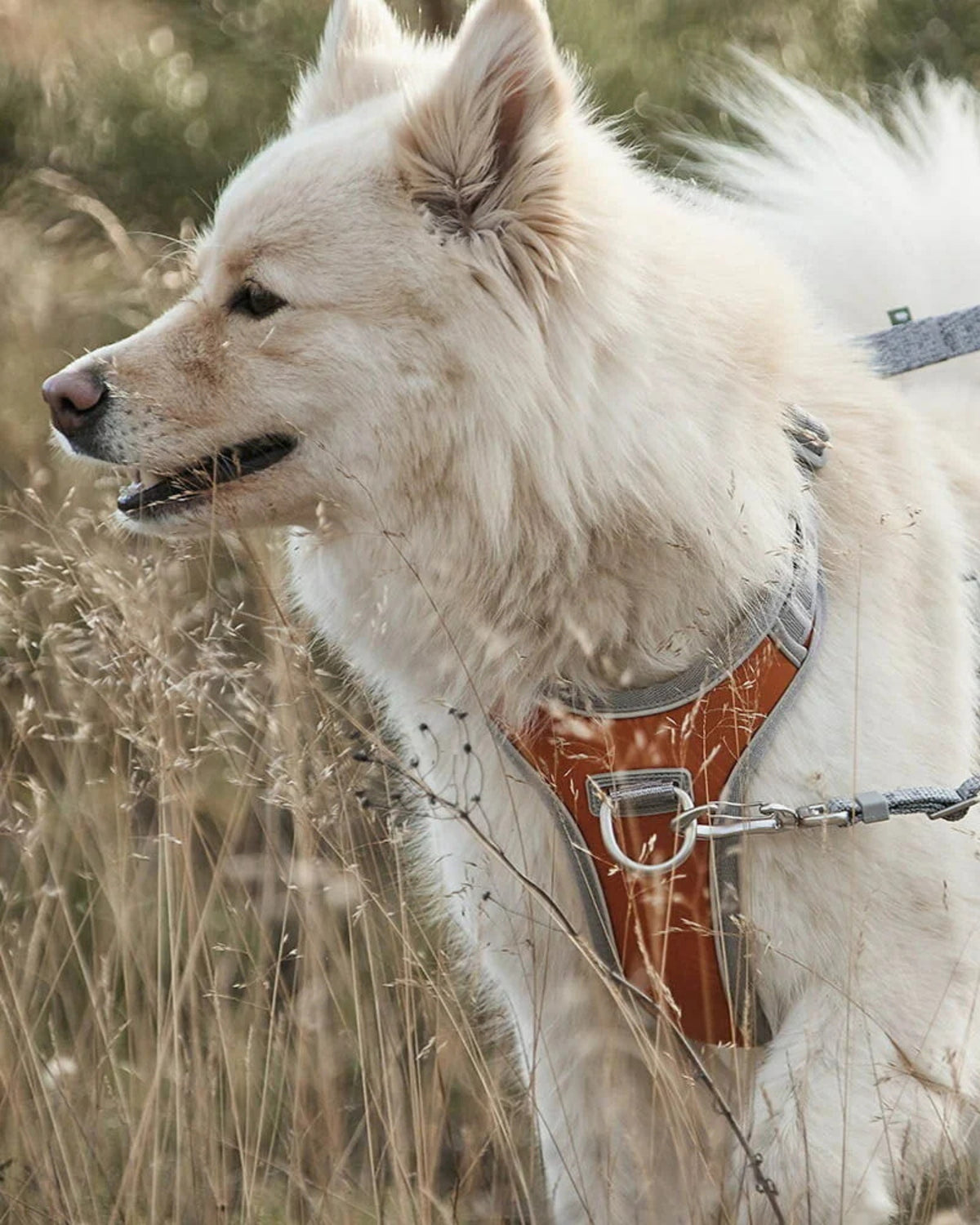 Çekiştirme Önleyici Köpek Göğüs Tasması Hurtta Venture No-Pull