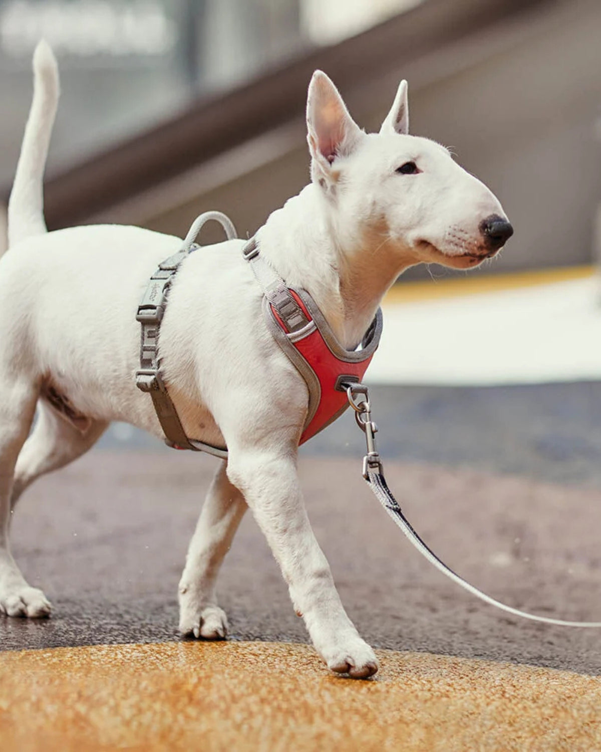 Çekiştirme Önleyici Köpek Göğüs Tasması Hurtta Venture No-Pull