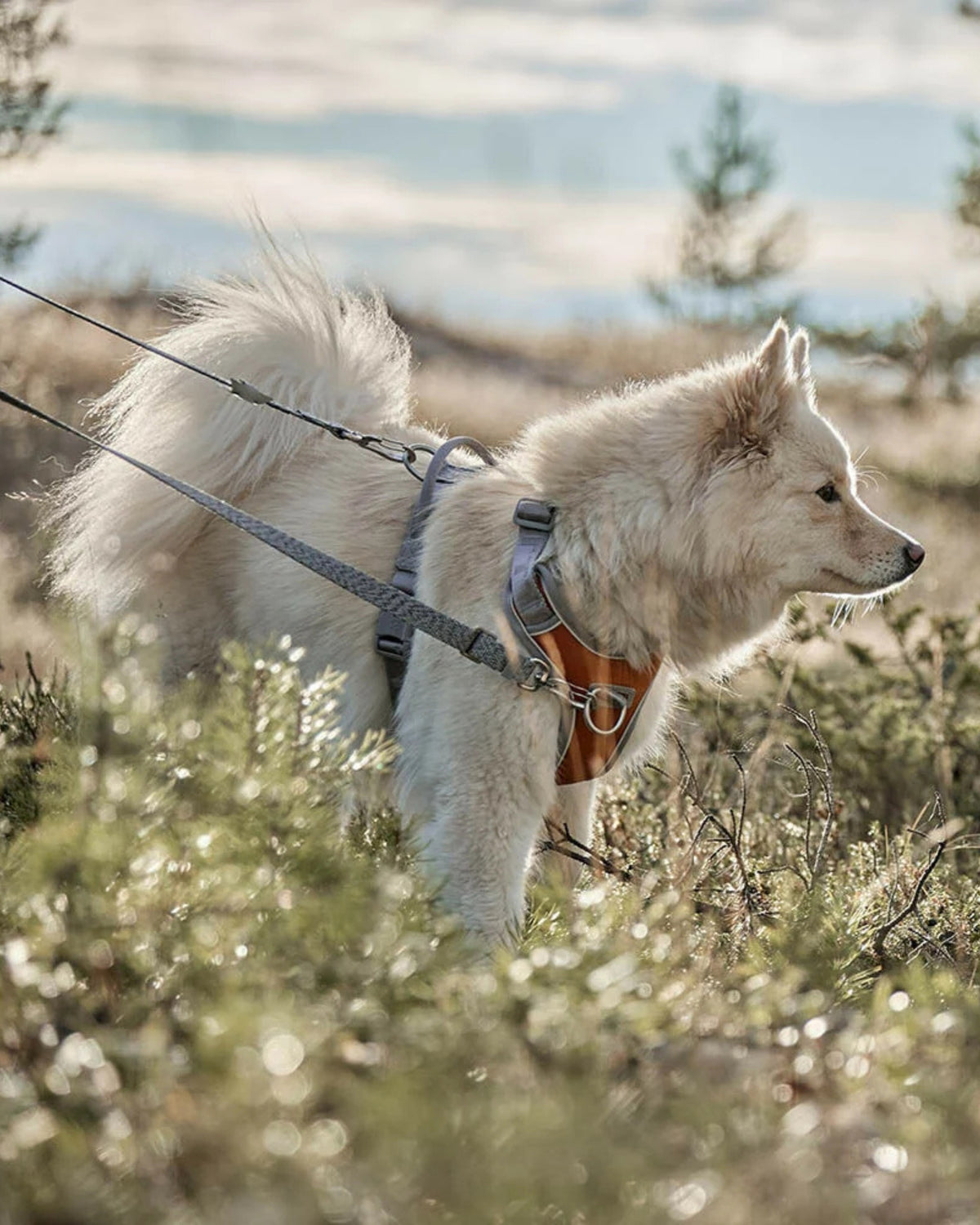 Çekiştirme Önleyici Köpek Göğüs Tasması Hurtta Venture No-Pull