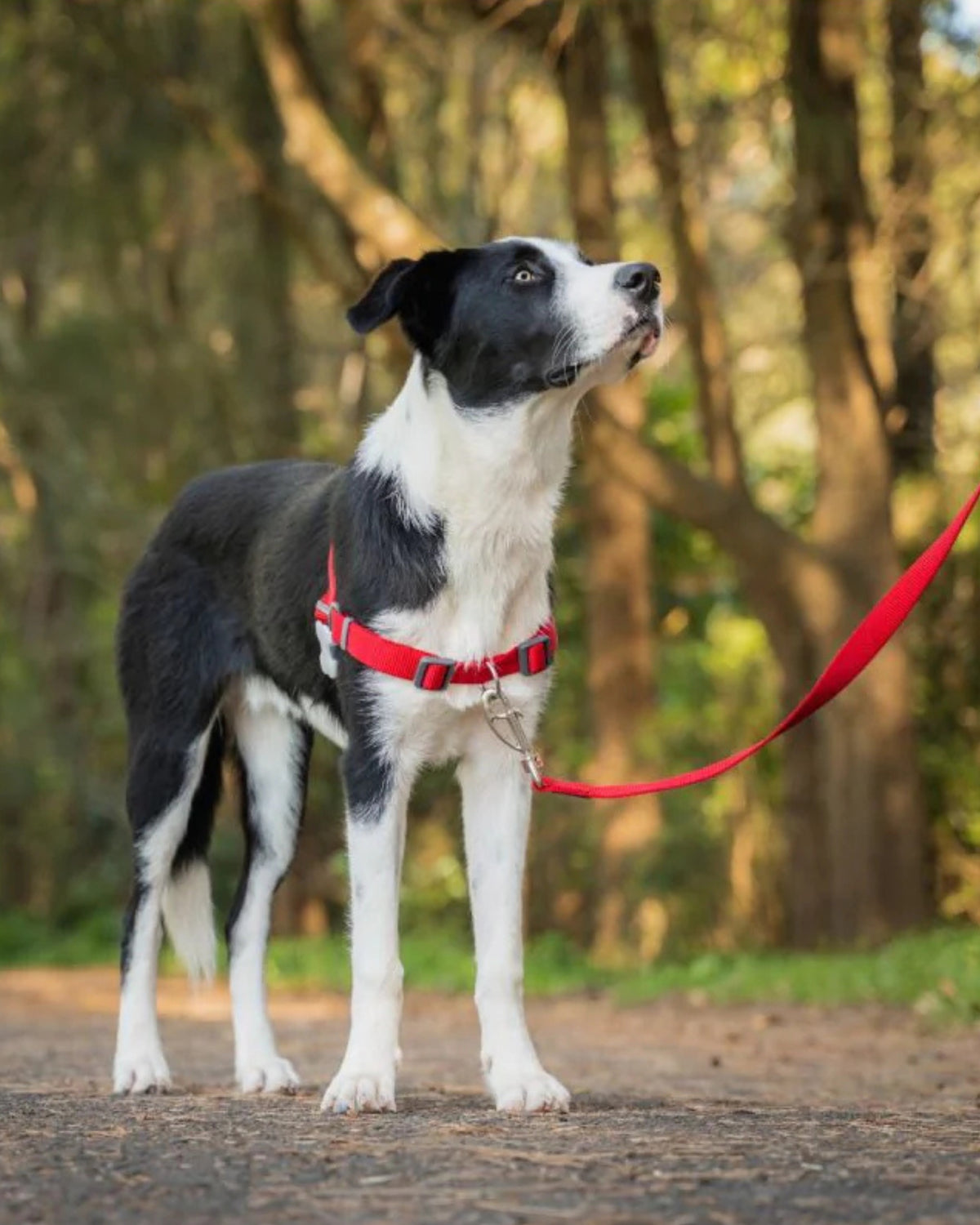 Çekme Önleyici Köpek Göğüs Tasması Red Dingo No-Pull Harness