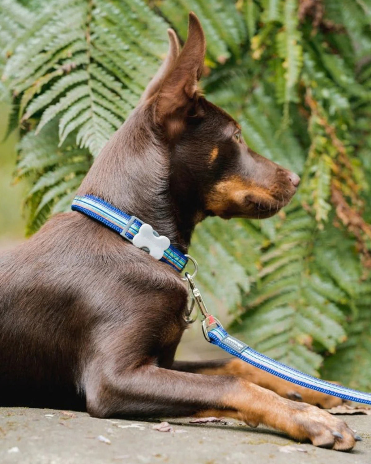 Çizgili Köpek Boyun Tasması Red Dingo Horizontal Stripes Dog Collar