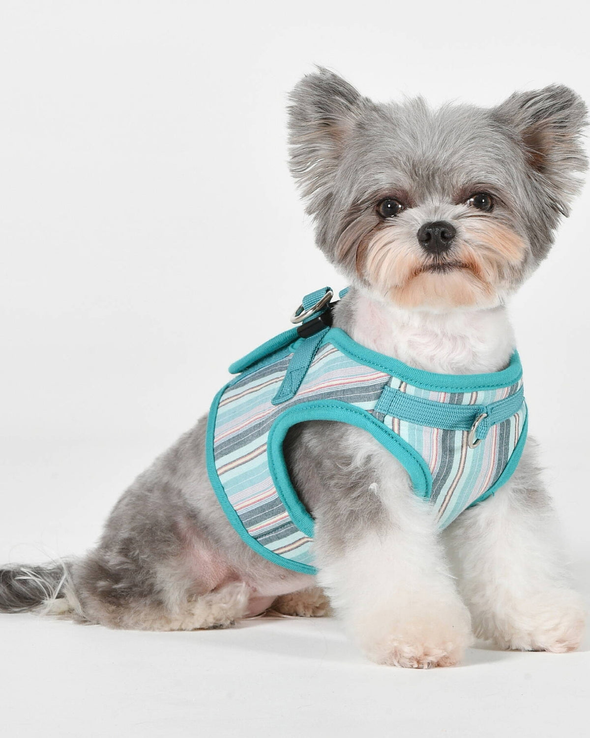 Çizgili Pamuklu Yelek Tipi Köpek Göğüs Tasması Puppia Theros Harness B