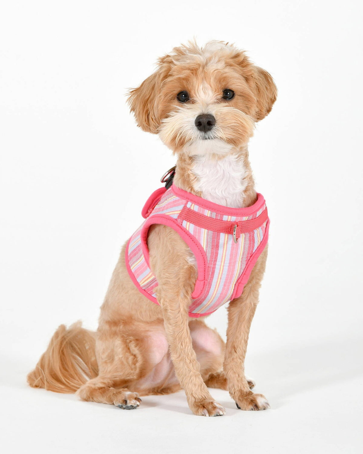 Çizgili Pamuklu Yelek Tipi Köpek Göğüs Tasması Puppia Theros Harness B