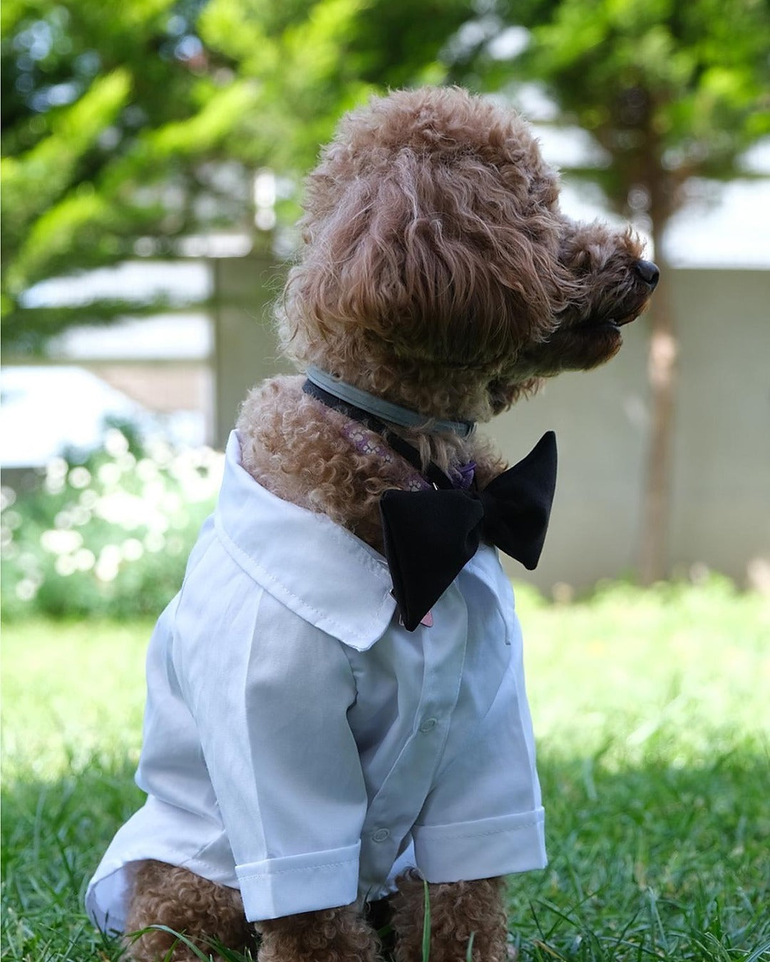 Siyah Papyonlu Beyaz Damatlık Köpek Gömleği Doredog