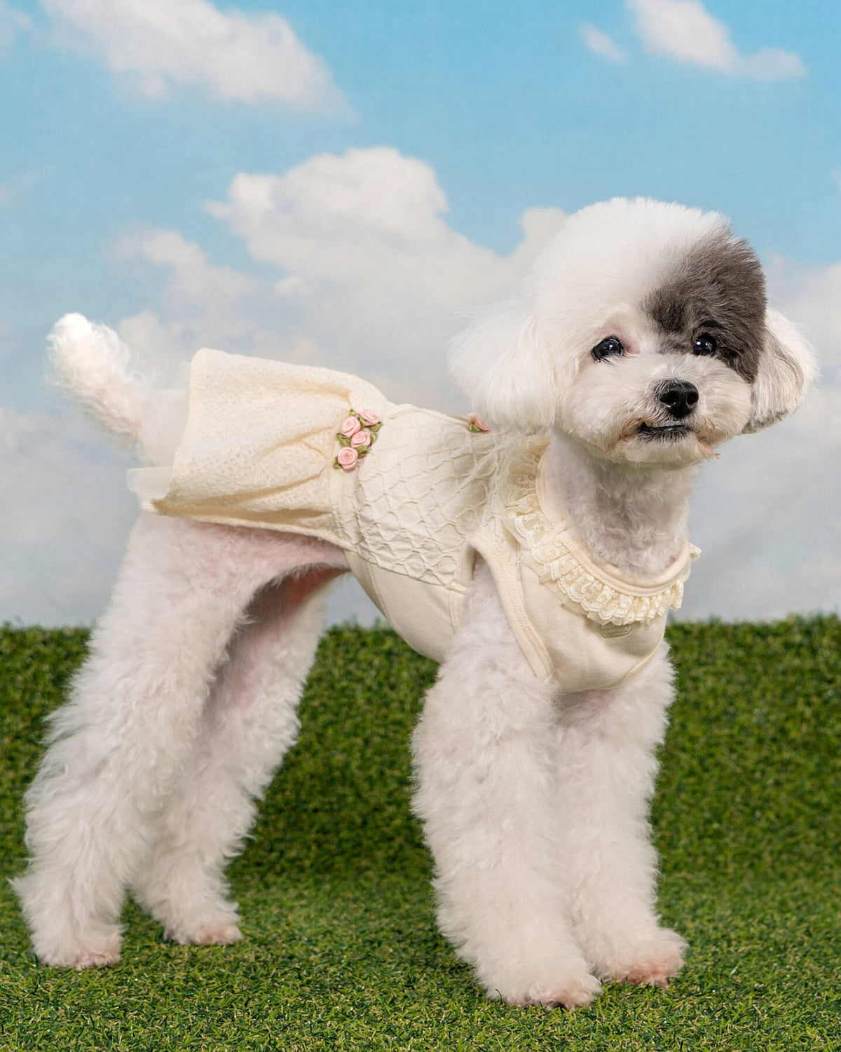 Dantel Yakalı Güllü Krem Rengi Köpek Elbisesi Pinkaholic Majesty Dress