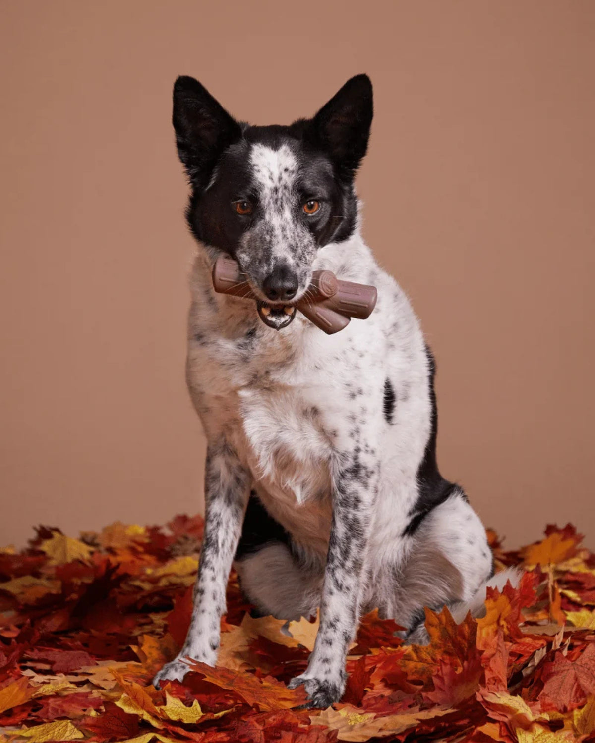 Dayanıklı Naylon Çiğneme Çubuğu BARK Fall Fetch Stick M