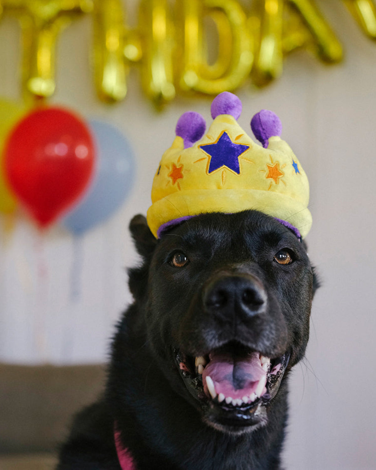 Doğum Günü Tacı Figürlü Hışırtılı Sesli Peluş Köpek Oyuncağı P.L.A.Y. Party Time Canine Crown