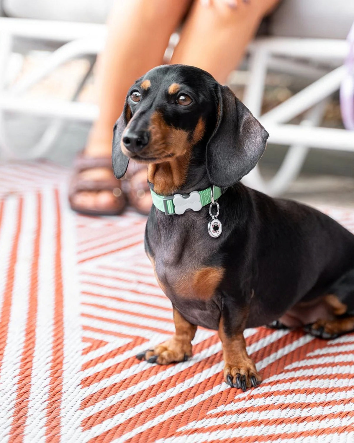 Düz Renk Köpek Boyun Tasması Red Dingo Classic Collar