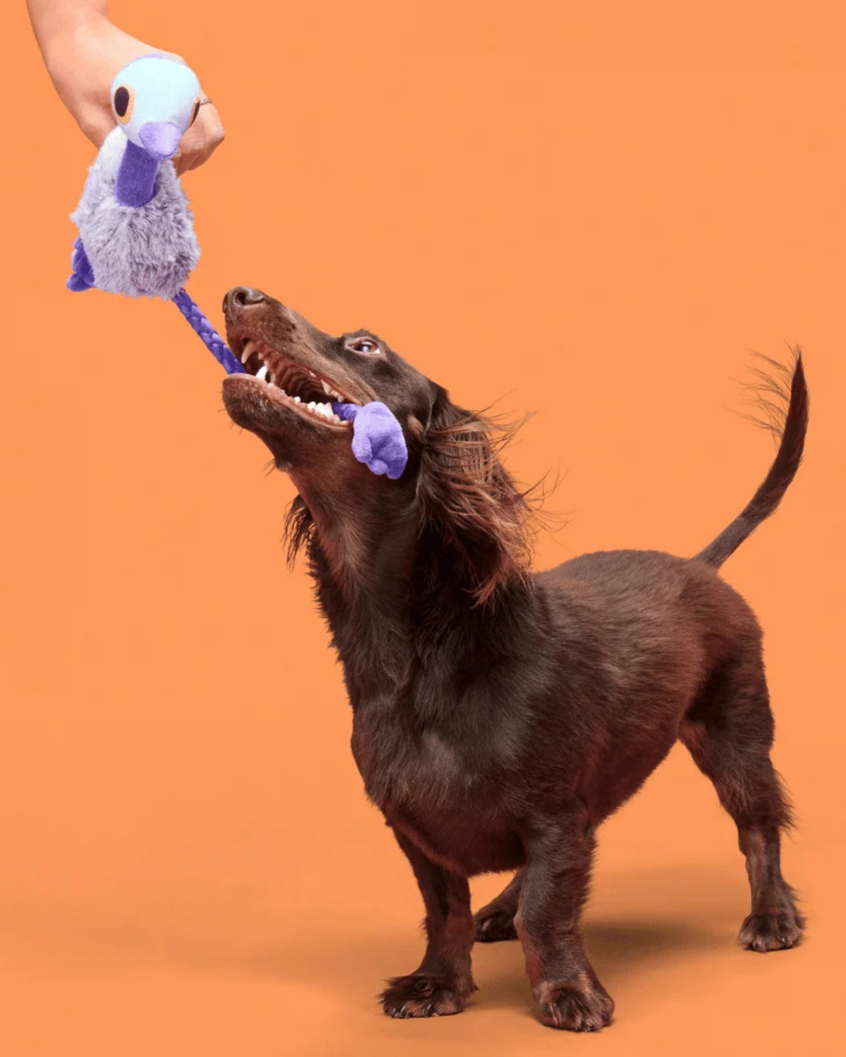Emu Figürlü İpli Peluş Köpek Oyuncağı BARK Adelaide Emu