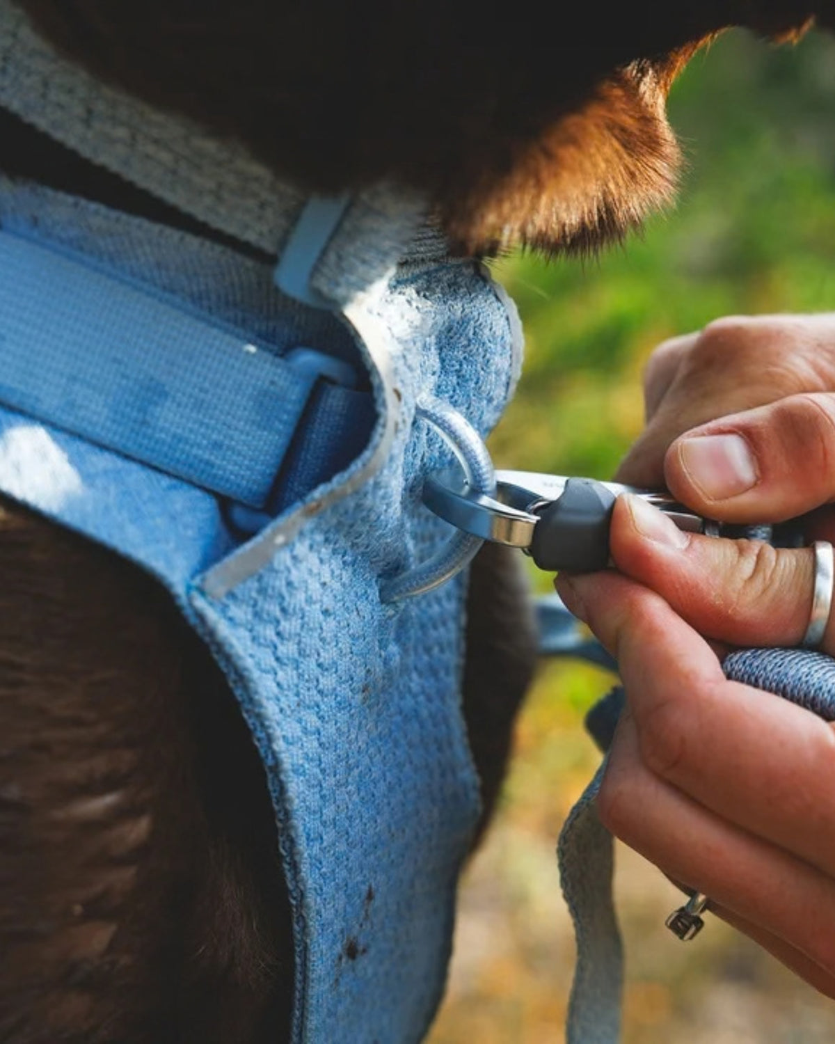 Esnek Örgü Köpek Göğüs Tasması Ruffwear Front Range Flex Harness