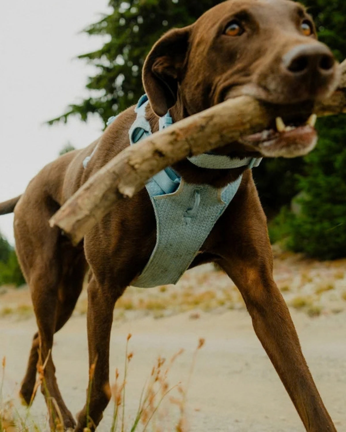 Esnek Örgü Köpek Göğüs Tasması Ruffwear Front Range Flex Harness