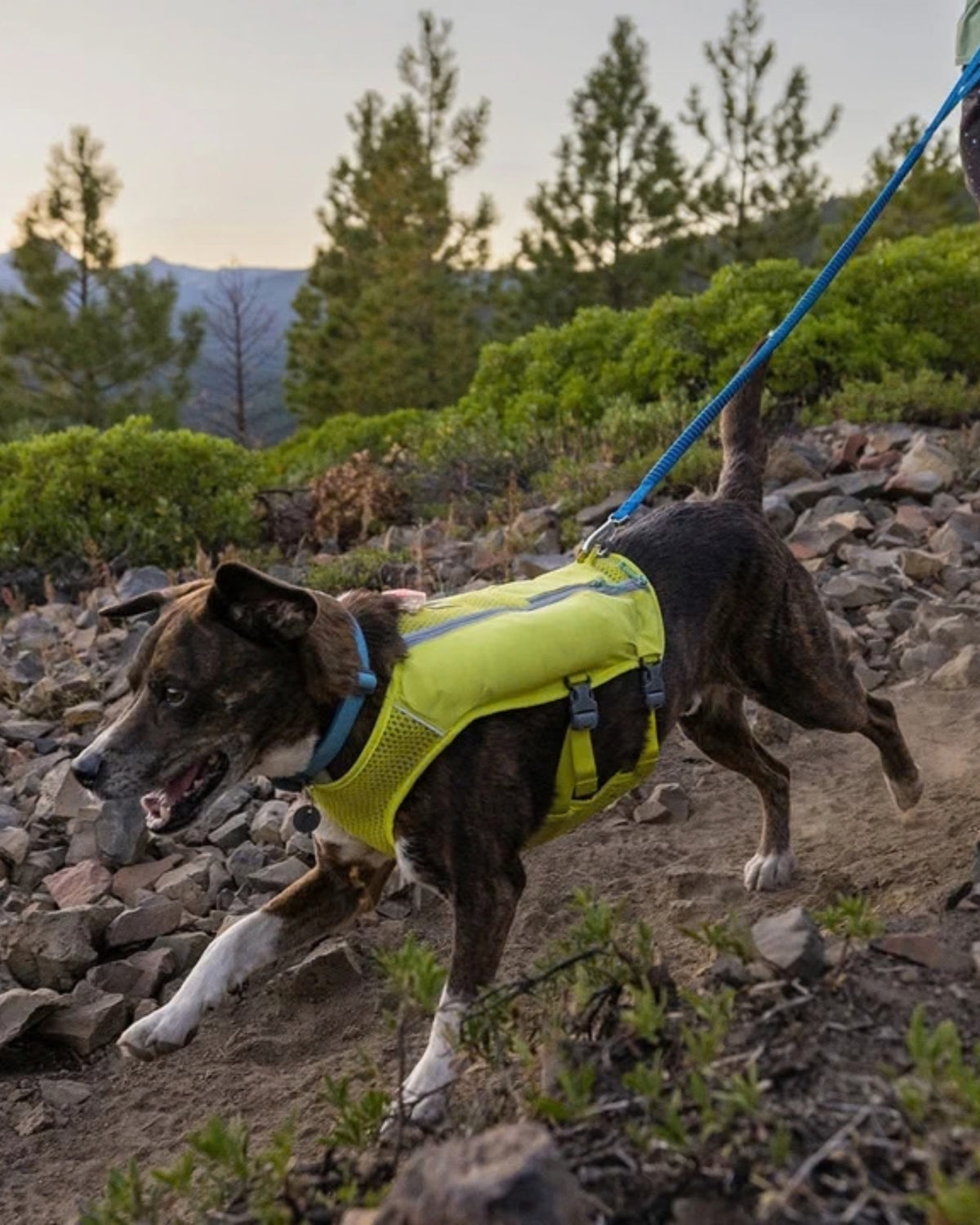Esnek Şok Emici Hafif Köpek Koşu Tasması Ruffwear Trail Runner