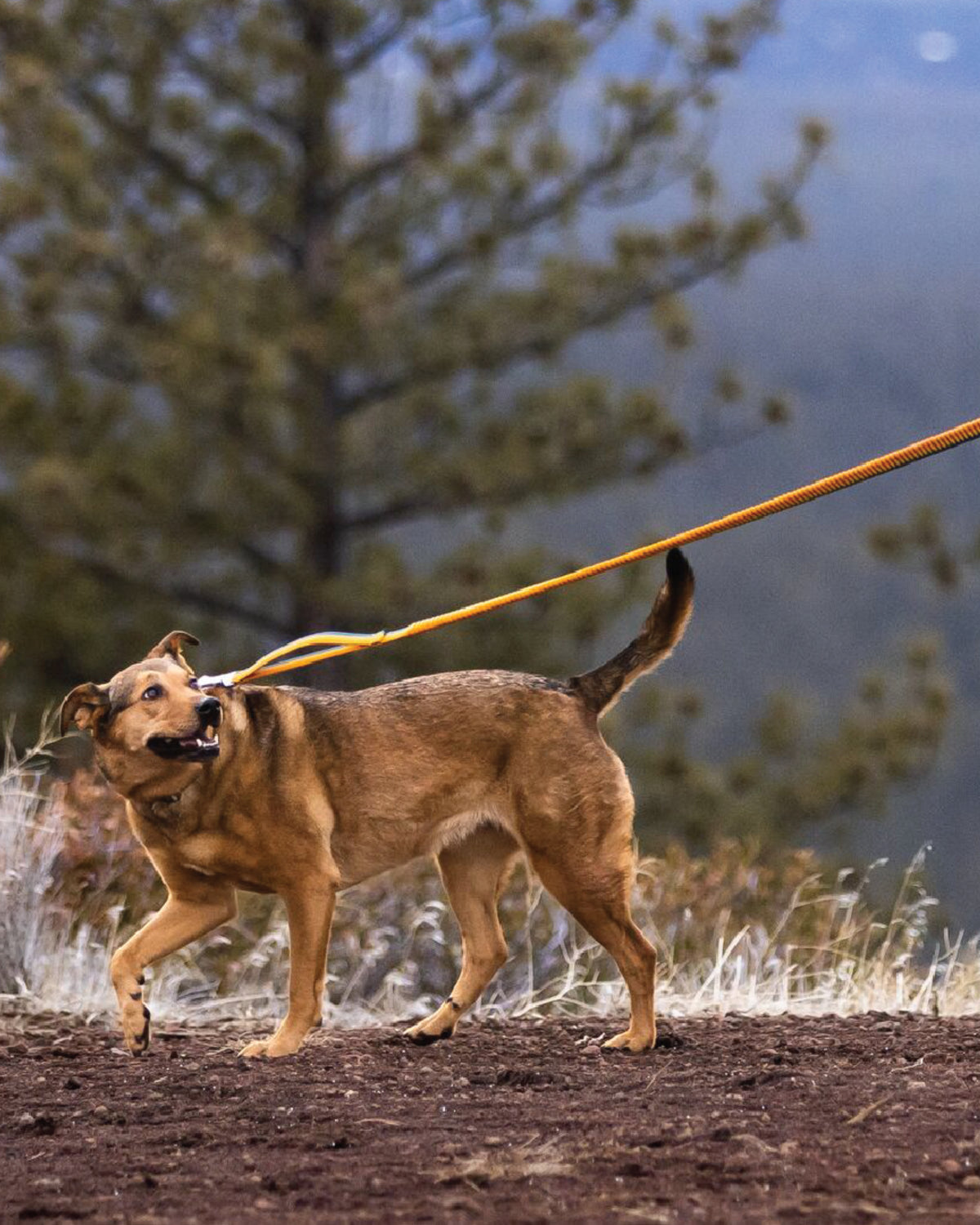 Esnek Köpek Gezdirme Tasması Ruffwear Roamer