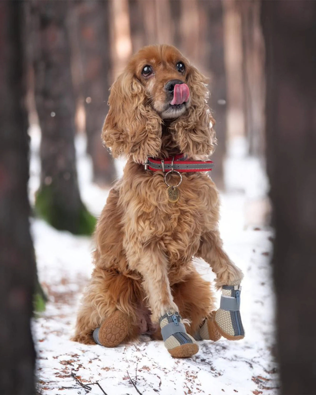 Fermuarlı File Yazlık Köpek Ayakkabısı Bej Paw Prints Mesh Summer Dog Shoes