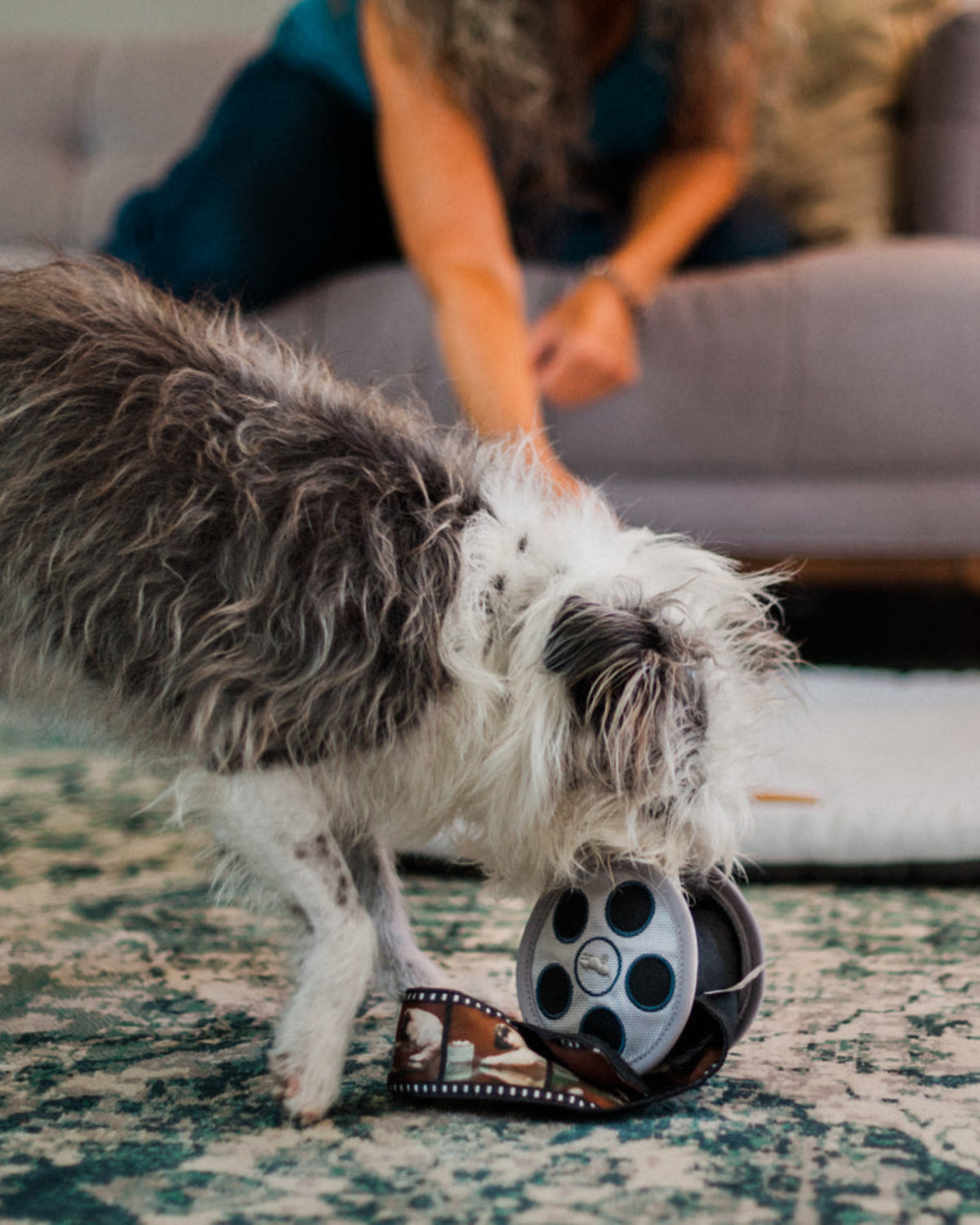 Film Makarası Figürlü Hışırtılı Film Şeritli Sesli Peluş Köpek Oyuncağı P.L.A.Y. Hollywoof Cinema Momo’s Movie Reel