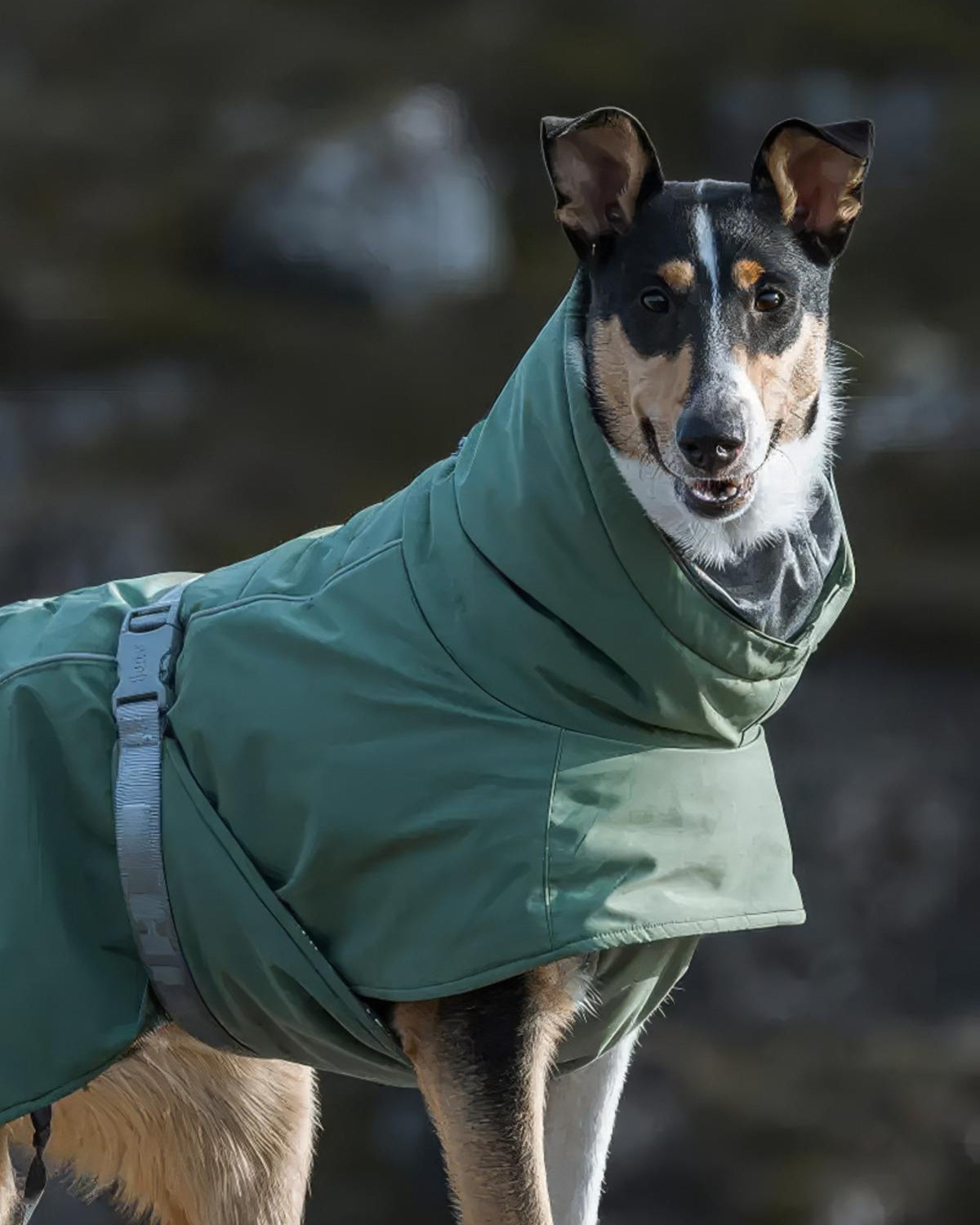 Folyo Astarlı Kapüşonlu Su ve Rüzgar Geçirmez Isıtıcı Köpek Kış Montu Hurtta Extreme Warmer II ECO
