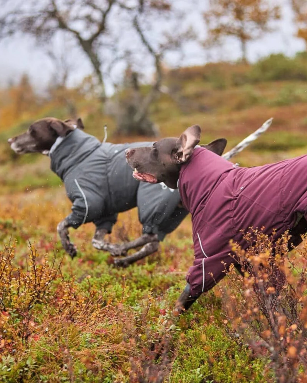 Folyo Astarlı Kapüşonlu Su ve Rüzgar Geçirmez Isıtıcı Köpek Kış Tulumu Hurtta Extreme Overall
