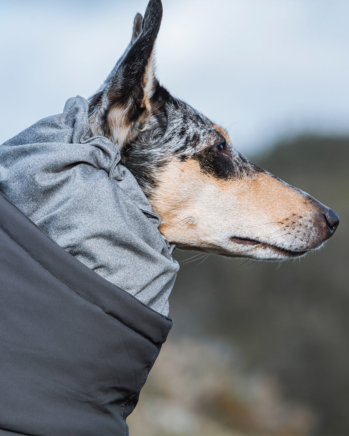 Folyo Astarlı Kapüşonlu Su ve Rüzgar Geçirmez Isıtıcı Köpek Kış Tulumu Hurtta Extreme Overall