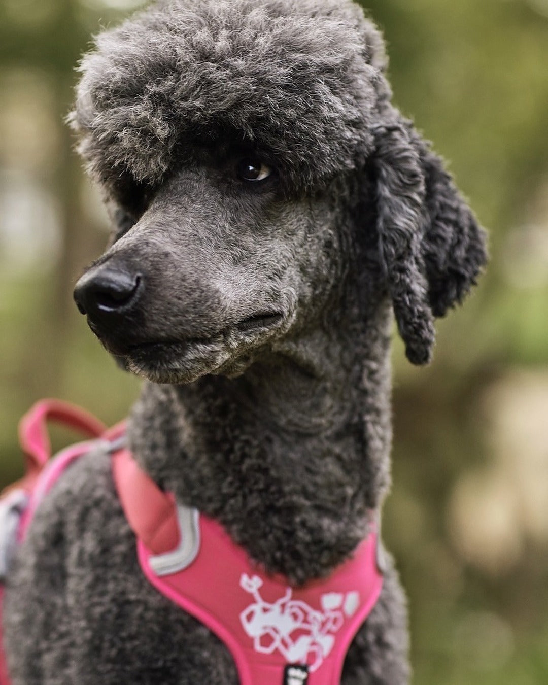 Tutamaklı Neopren Dolgulu Reflektörlü Köpek Göğüs Tasması Hurtta Weekend Warrior Harness