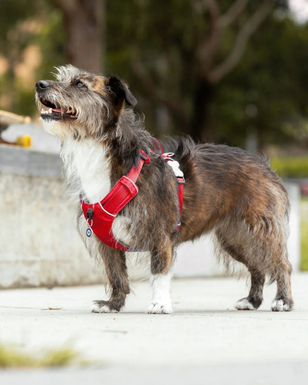 Hafif Tutamaklı Köpek Göğüs Tasması Red Dingo Sport Harness