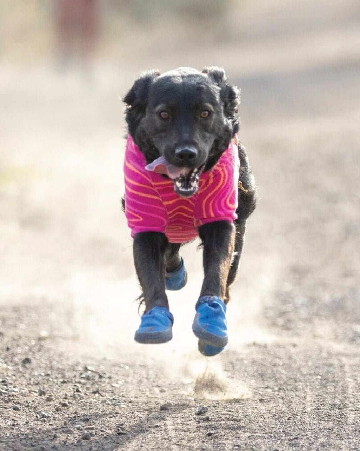 Hafif Köpek Ayakkabısı Ruffwear Hi&Light