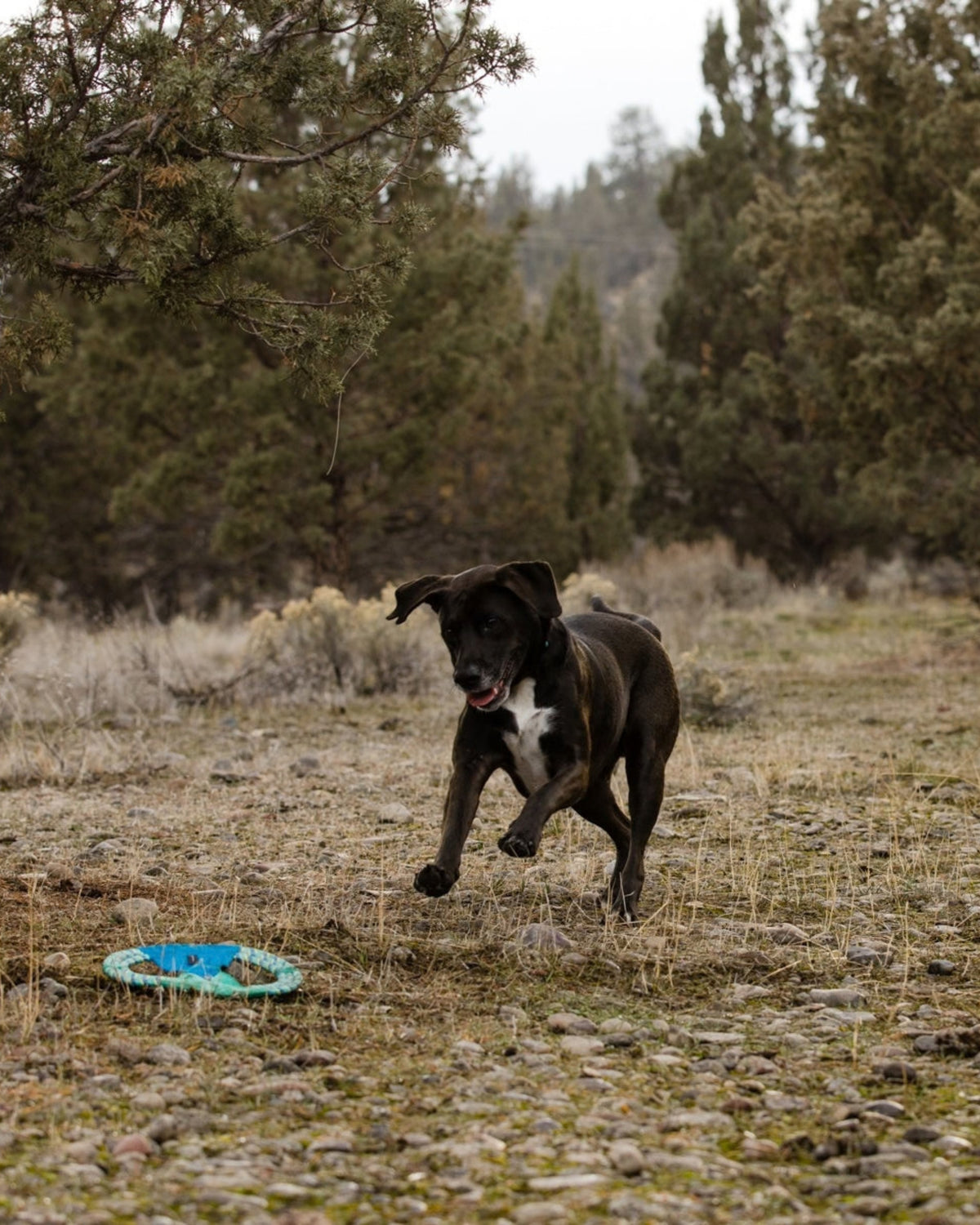 İp Halka Köpek Oyuncağı Ruffwear Pacific Ring