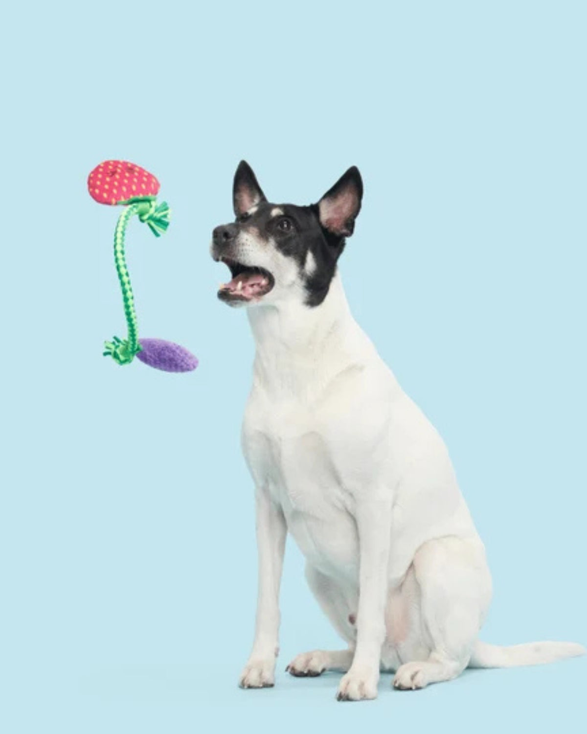 İpli Meyve Figürlü Peluş Köpek Oyuncağı BARK Best Berry Friends