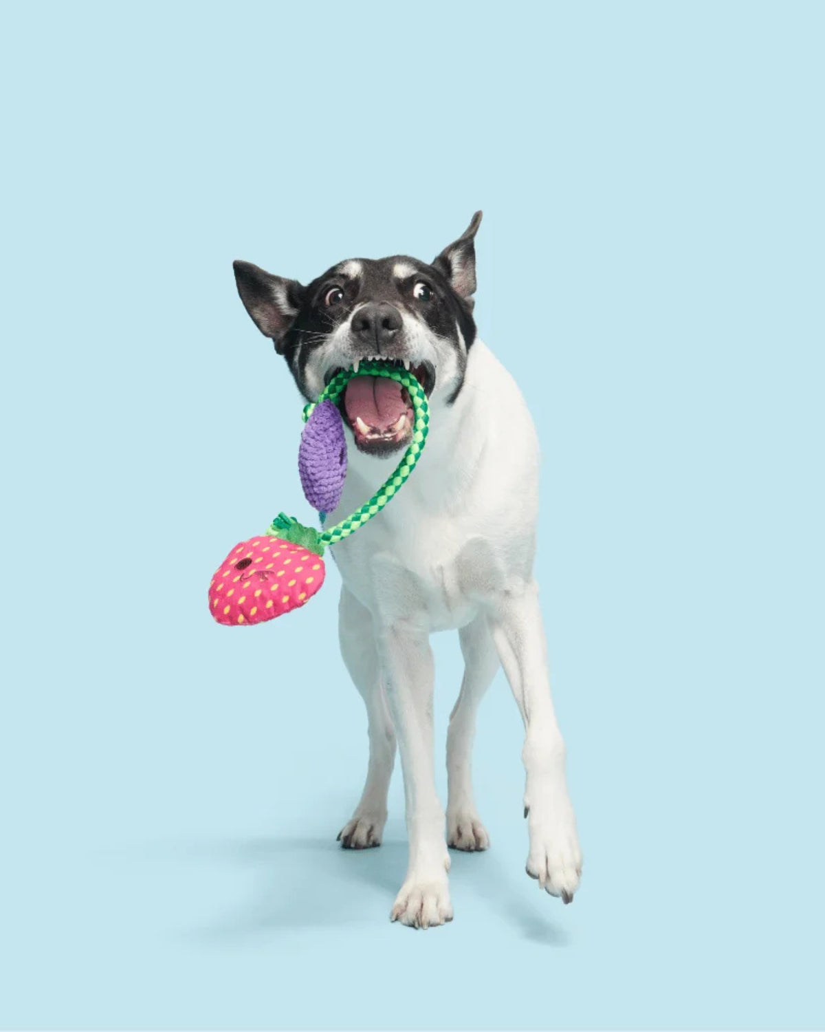 İpli Meyve Figürlü Peluş Köpek Oyuncağı BARK Best Berry Friends